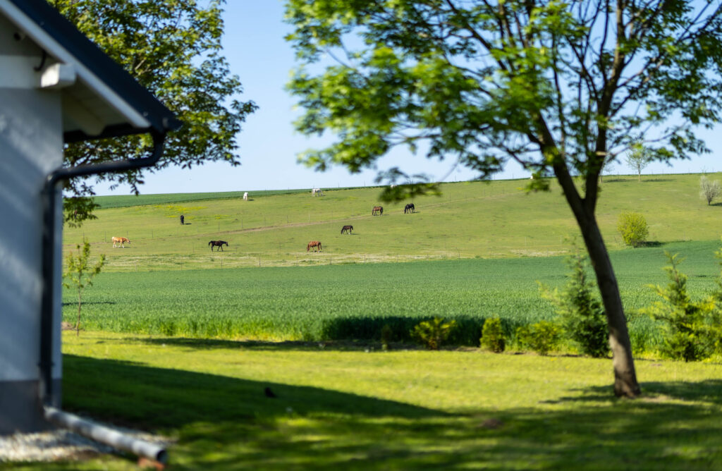 Fotó a vendégház melletti legelőről.